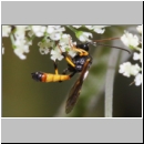 Cosmoconus nigriventris - Schlupfwespe m02a 11mm - OS-Hellern Wiese det06.jpg